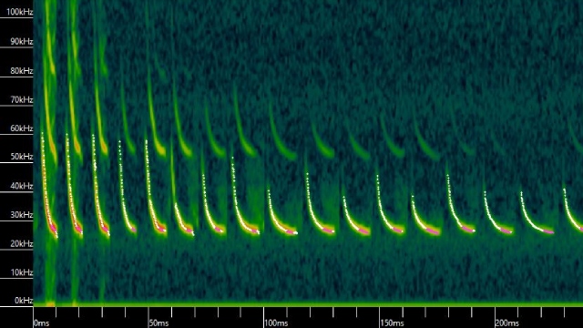 Un graphique composé de lignes répétées incurvées vers le bas, représentant la hauteur du cri de la chauve-souris (en kilohertz) au fil du temps.