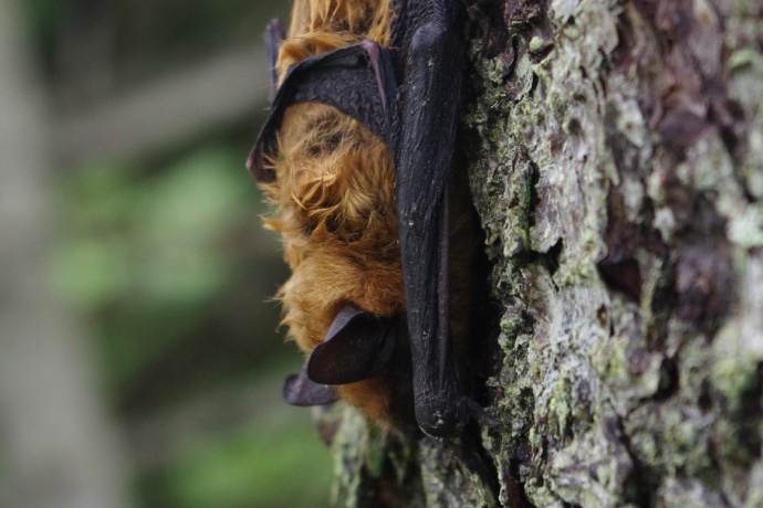 Une chauve-souris brune, tournée vers le bas, se repose sur un arbre recouvert de lichen.
