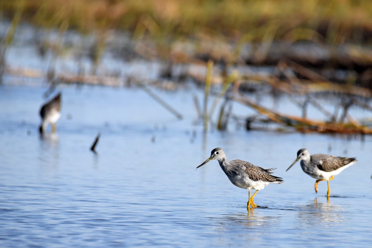 Trois petits oiseaux se tiennent dans un plan d'eau peu profond avec des roseaux en arrière-plan.