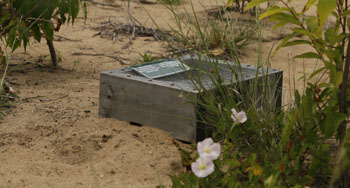 Une boîte carrée avec du treillis métallique est placée sur un nid de tortue dans le sable.