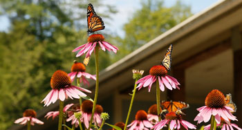 Des abeilles et des papillons se perchent sur des fleurs trouvées dans un jardin de pollinisateurs