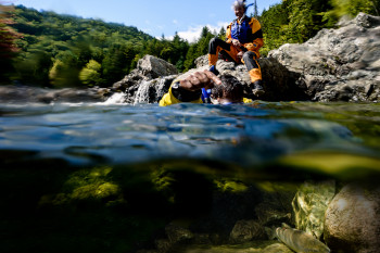 Un nageur observe et pointe un saumon dans la rivière Upper Salmon dans le cadre du programme Nager avec les saumons.