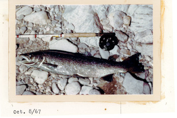 Un saumon pêché repose à côté d’une canne à pêche dans une vieille photo, datée du 3 octobre 1967.