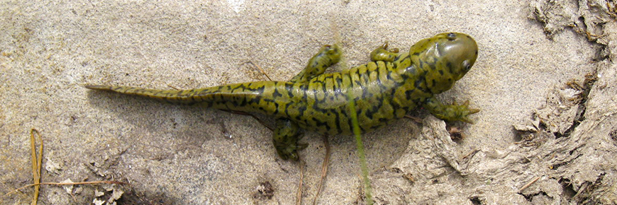 Salamandre tigrée (population Prairie / boréale)