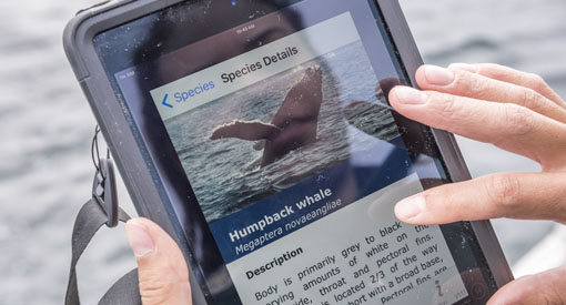Gros plan de l’écran d’un téléphone intelligent qui affiche une baleine à bosse