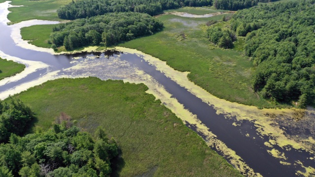 Vue aérienne d’une rivière traversant une zone humide luxuriante. La rivière contient quelques algues vertes.