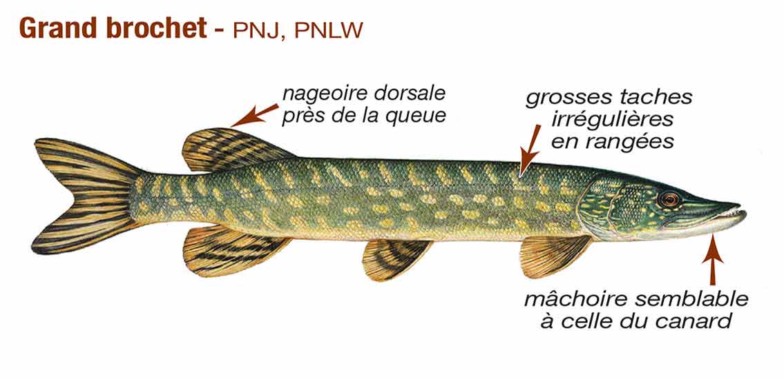 Grand brochet