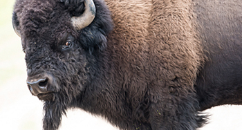 Bison © Stephen Edgerton / Parcs Canada