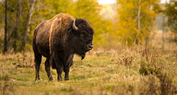 Bison dans un foret © Stephen Edgerton / Parcs Canada