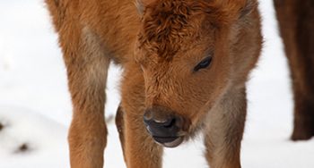 Bison © Adam Zier-Vogel / Parcs Canada