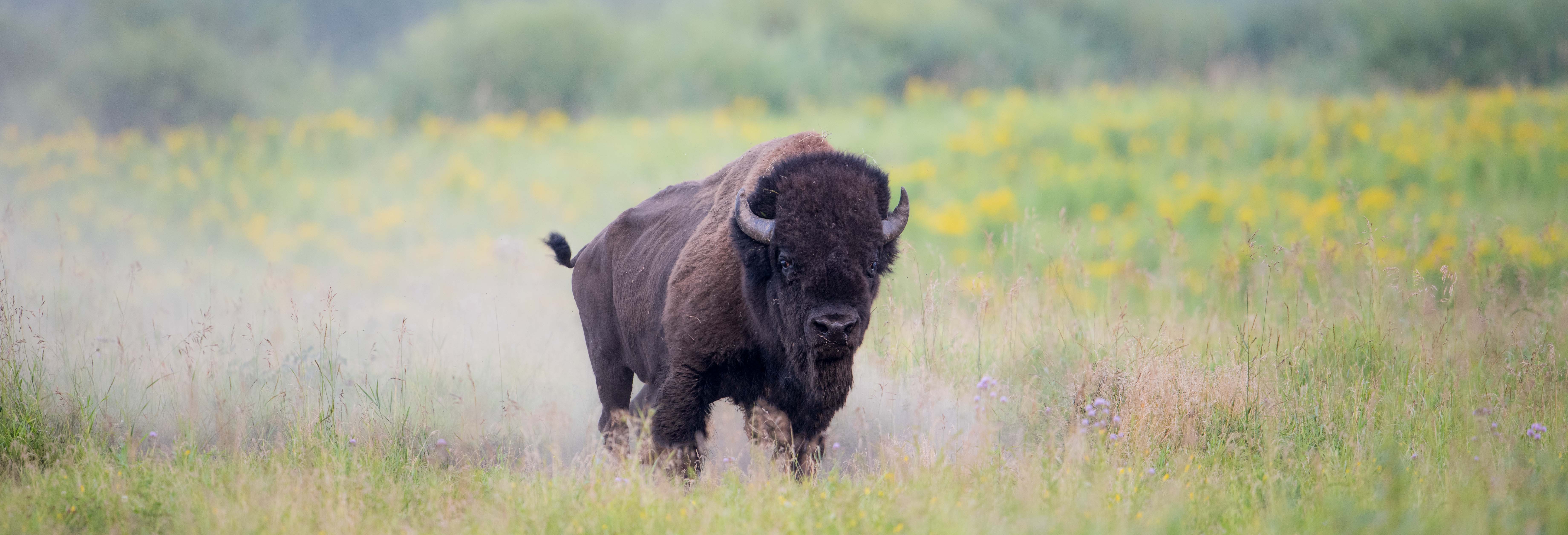 A bison stands in a green field. 