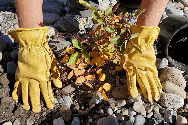 Des mains gantées plantent un petit arbuste dans un sol rocailleux.