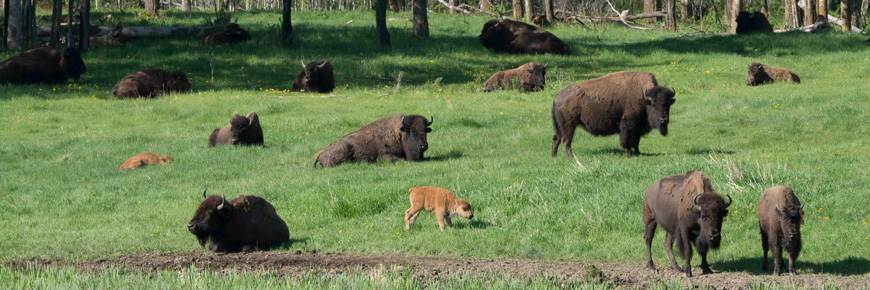 Harde de bisons des prairies se reposant dans un pré herbeux 