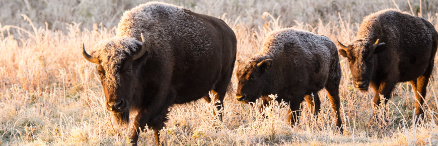 Trois bisons couverts de frimas marchent dans des herbes hautes aux premières lueurs de l’aube 