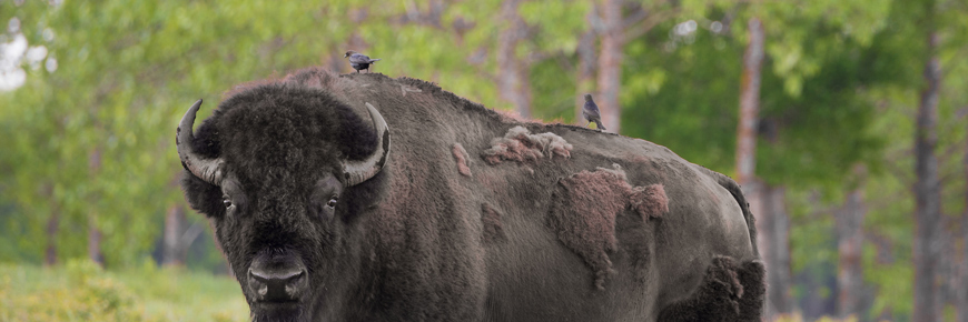 Vachers à tête brune sur le dos d’un bison mâle 