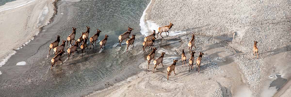 Wapiti traversant une rivière.