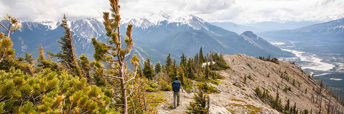 whitebark pine habitat