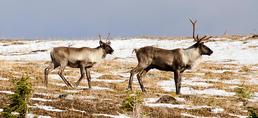 Two caribou