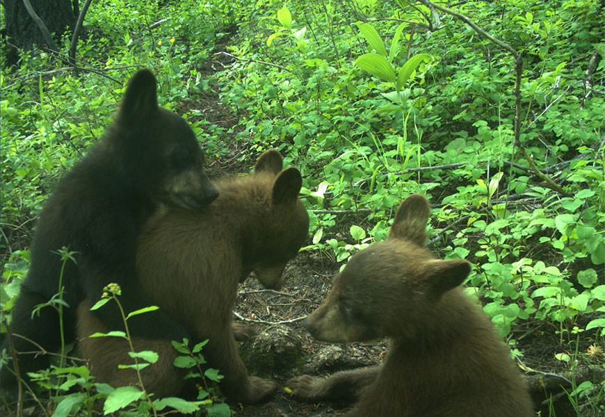 Trois petits ours noirs, un noir et deux bruns, sur un sentier de la faune entouré de végétation.