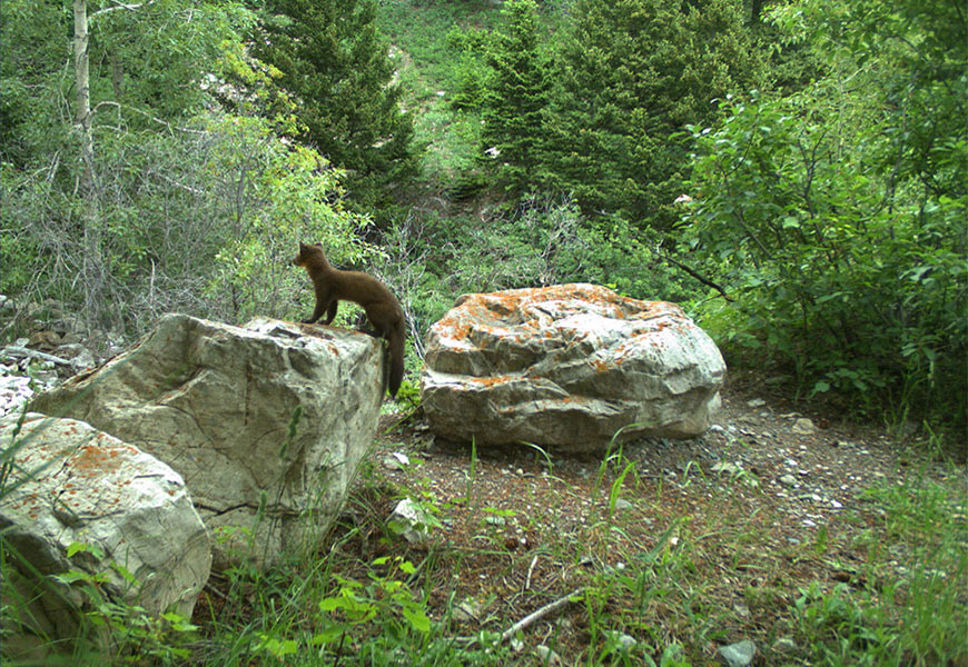Une martre d’Amérique brune est debout sur un rocher et regarde vers la forêt.
