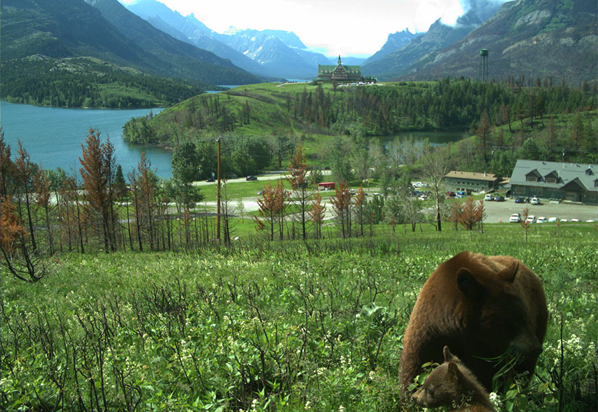 Un ours noir femelle de couleur brune mange de l’herbe sur une pente verte avec son petit à proximité. On voit aussi des arbres et des arbustes récemment brûlés. 