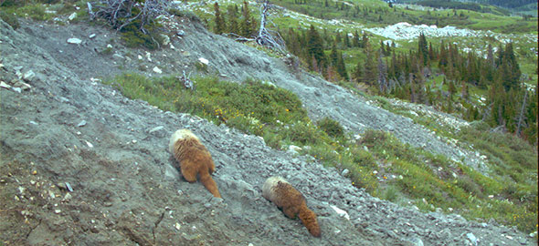 Marmotte des Rocheuses