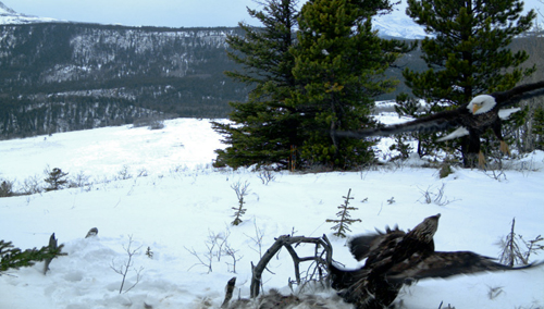 Pygargue à tête blanche et Aigle royal