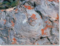 Une roche stromatolithe © Parks Canada