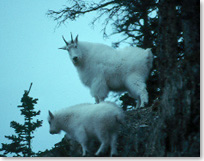 Deux chèvres de montagne sur une barre rocheuse