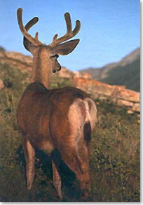 Cerf-mulet mâle devant un versant