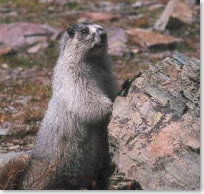 Marmotte des Rocheuses debout près d'un rocher