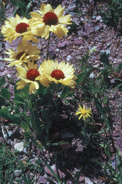 Groupe de fleurs jaunes ressemblant à des marguerites