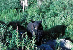Le visage d'un ours noir
