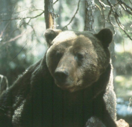 Le visage de l'ours grizzli
