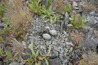 Nid d'huîtrier de Bachmann type avec deux œufs et un oisillon. Les nids sont sensibles au piétinement.