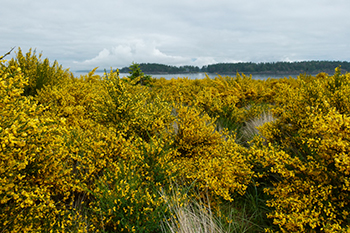 Buissons de genêts à balais avec fleurs jaunes poussant sur la flèche de sable.