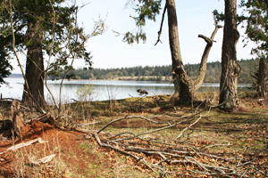 écosystème à chêne de Garry dégradé sur l’îlot Eagle