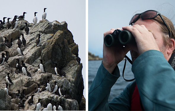 Guillemots marmettes sur un rocher, homme avec jumelles