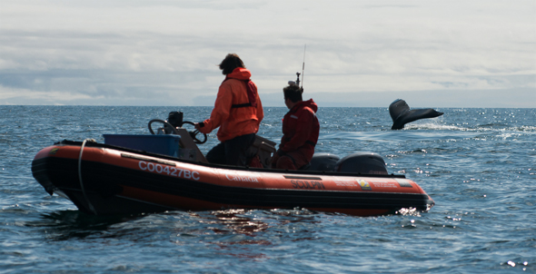 Deux personnes observant une nageoire caudale depuis un zodiac