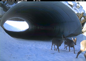 Remote camera image of white-tailed deer using an animal underpass on Highway 93 South