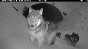 Remote camera image of wolves using an underpass in Kootenay National Park