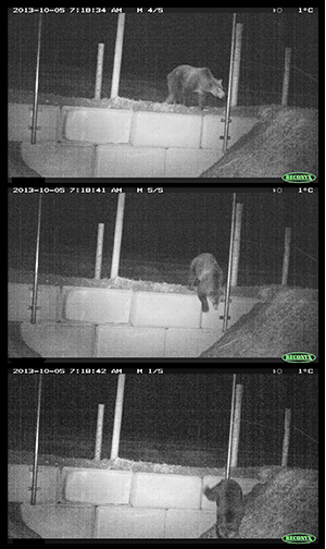 Remote camera image of a bear using a jump-out to exit the fenced area of Highway 93 South