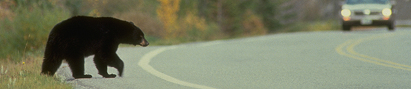 A black bear crossing the road