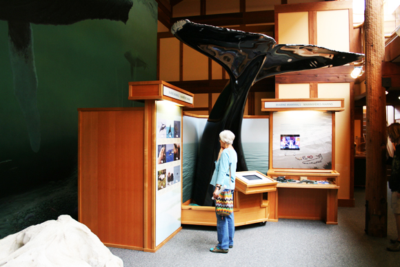 Histoire en queue de baleine