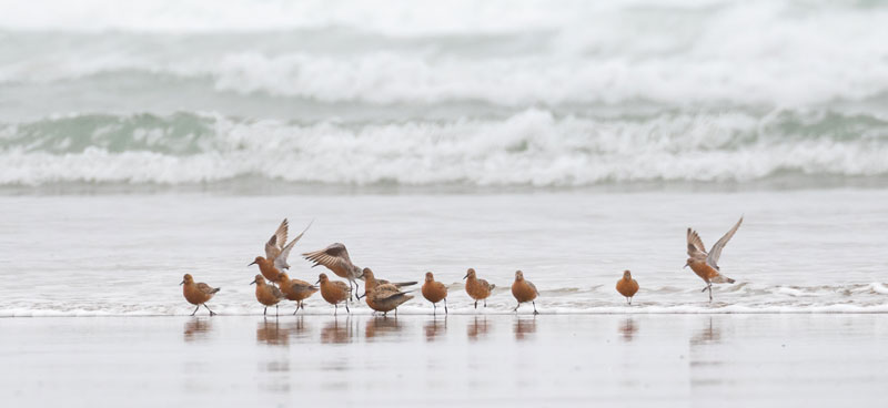Oiseaux de rivage sur la plage; des vagues forment des crêtes en arrière-plan.