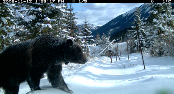 Un appareil photo actionné par le mouvement capte l’image d’un grizzli se servant d’une des structures de passages pour animaux dans le parc national Banff. 