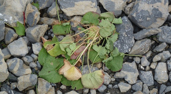 Pika's "hay pile" of alpine sorrel