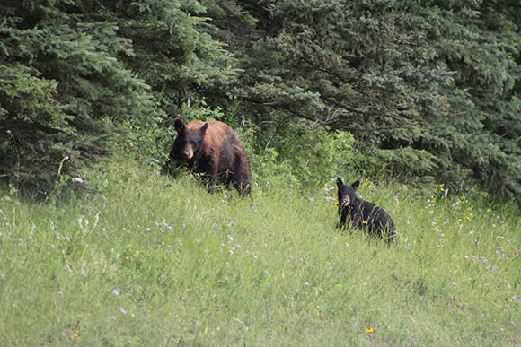 ours_noirs-black_bears