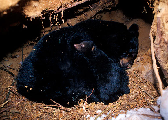 ours_noirs-black_bears