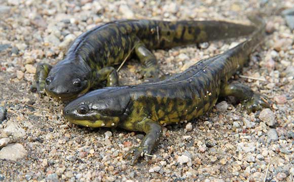 La Salamandre – Les salamandres et leurs relations avec l'Homme